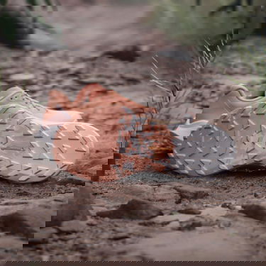Tennarit ja kengät adidas Performance Terrex Agravic 3 Trail Running Oranssi | IG6582, 2