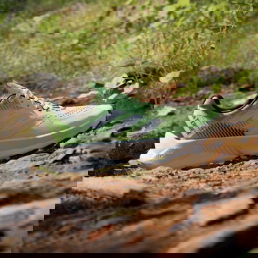 Tennarit ja kengät adidas Performance adidas TERREX Boty TERREX Soulstride Flow Trail Running Vihreä | IG8026, 3