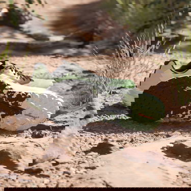 Tennarit ja kengät adidas Performance adidas Terrex TERREX AGRAVIC FLOW 2 Vihreä | ig8019, 7